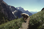 Trail goat